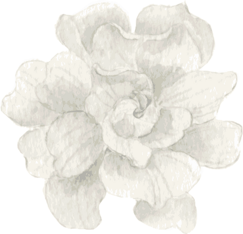 Beautiful White Flower